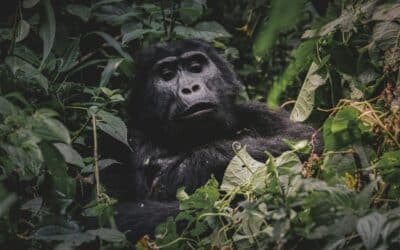 Gorilla Trekking in Rwanda & Uganda: Everything You Need to Know